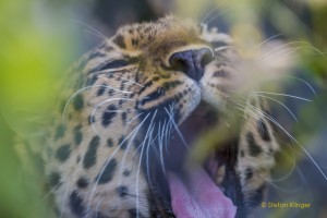 Walter-Zoo-70D-20150808-2136-lowRes