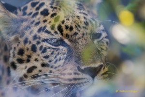 Walter-Zoo-70D-20150808-2143-lowRes