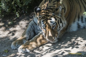 Walter-Zoo-70D-20150808-2364-lowRes