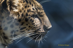 Walter-Zoo-70D-20150808-2404-lowRes