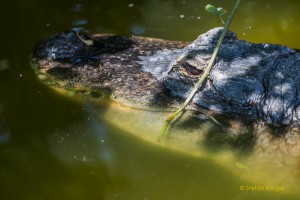 Walter-Zoo-70D-20150808-2584-lowRes