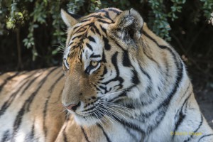 Walter-Zoo-70D-20150808-2720-lowRes
