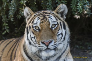Walter-Zoo-70D-20150808-2725-lowRes