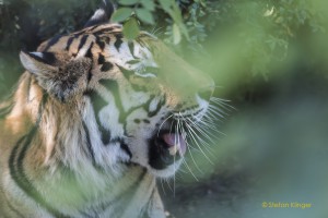 Walter-Zoo-70D-20150808-2734-lowRes